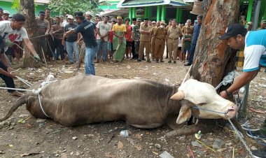 Bupati Buton Bersama Kepala Badan Kepegawaian Provinsi Sultra Hadiri Proses Penyembelihan Sapi Kurban Dari Presiden Jokowi